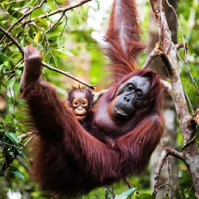 Eine Orangutan-Mutter mit ihrem Baby, das sich an ihr festhält, in einem üppigen grünen Dschungel.