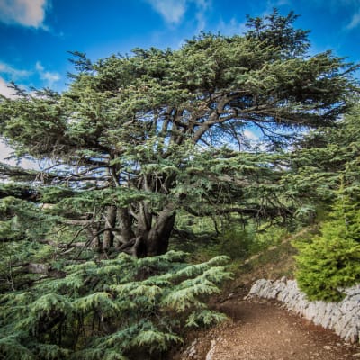 A large cedar tree growing on a hillside with a dirt path and a stone wall nearby, under a bright blue sky with some clouds.