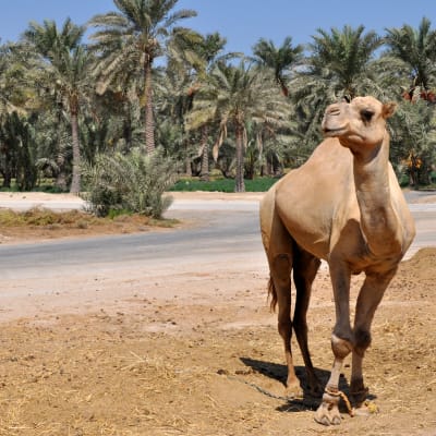 A camel standing on a dirt patch near a road with a background of lush palm trees.