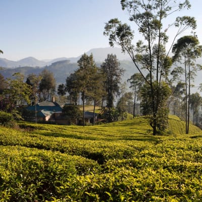 Lush green tea plantation with scattered trees and mountains in the background under a clear sky.
