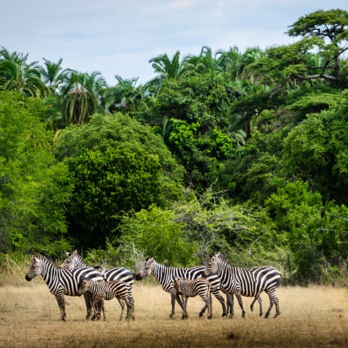 Eine Gruppe von Zebras, die auf einer offenen Grasfläche mit dichten grünen Bäumen im Hintergrund grasen.