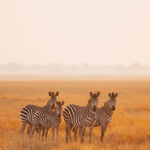 Eine Gruppe von Zebras steht auf einer grasbewachsenen Ebene während Sonnenuntergang oder Sonnenaufgang in Sambia.