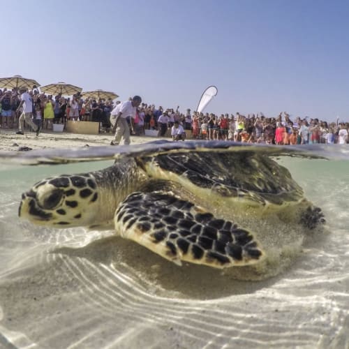 Eine grüne Meeresschildkröte schwimmt nahe der Oberfläche mit einem vollen Strand und Menschen im Hintergrund.