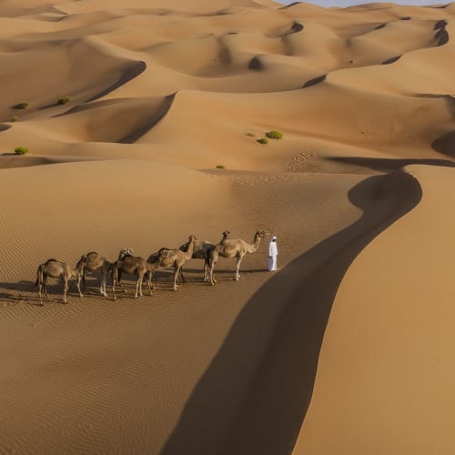 Eine Karawane von Kamelen, angeführt von einer Person in Weiß, die durch die Sanddünen einer Wüste wandert.