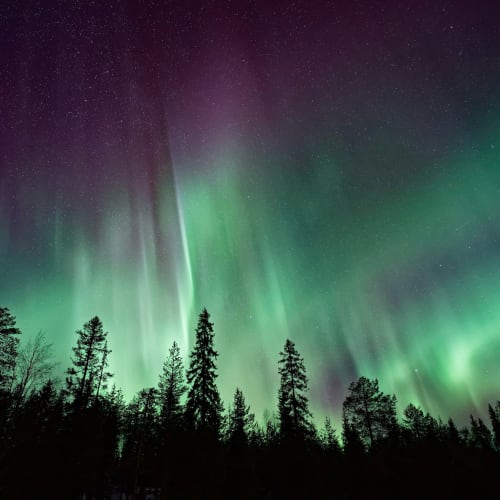 Northern lights visible over a forest in Finland at night.