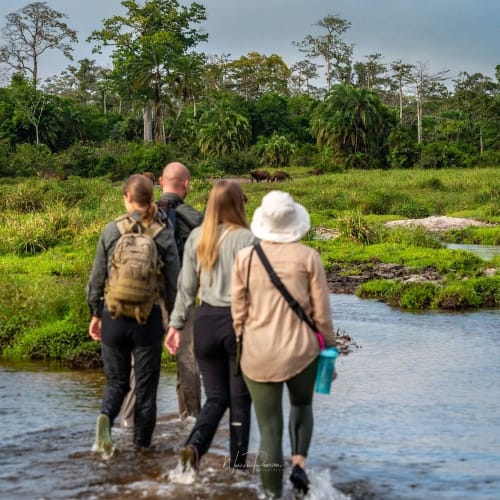 Eine Gruppe von vier Touristen, die durch einen flachen Fluss in einer üppigen Dschungellandschaft wandern.
