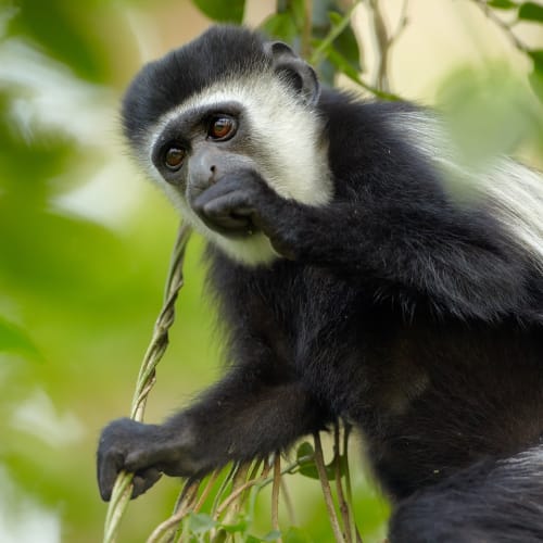 Ein schwarz-weißer Colobus-Affe sitzt auf einem Baumzweig und hält seine Hand an den Mund in einem üppigen grünen Wald.