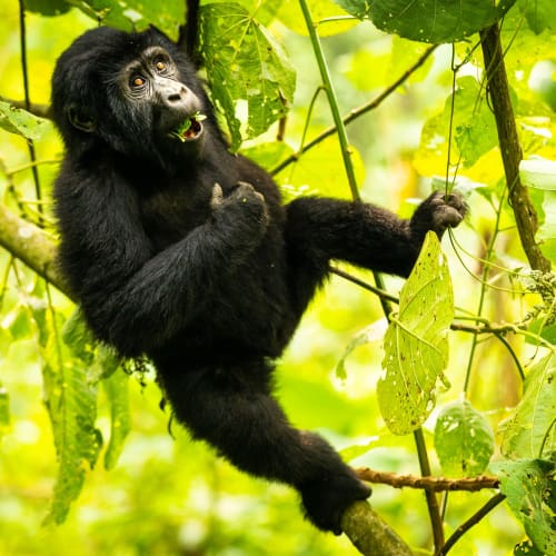 Ein junges Berggorilla klettert in einem üppigen grünen Wald in Uganda auf einem Baumast.