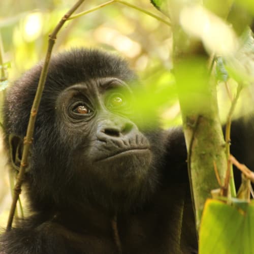 A young gorilla sitting among green foliage in a dense jungle, gazing thoughtfully.
