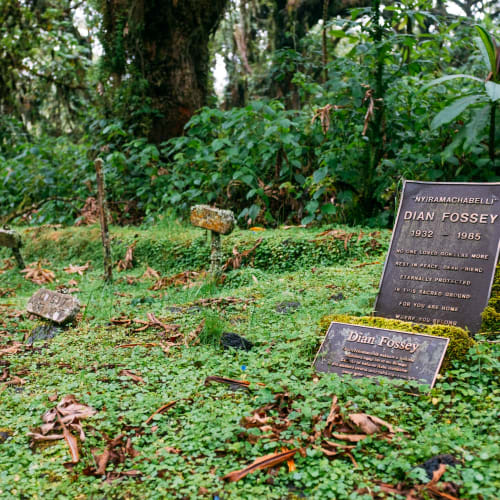 Grabsteine von Dian Fossey im Volcanoes-Nationalpark in Ruanda, umgeben von viel Grün und herabgefallenen Blättern.