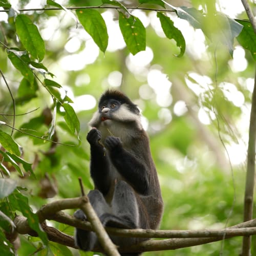 A monkey with distinctive white facial markings sits on a tree branch in a lush green forest, eating a piece of fruit or leaf.