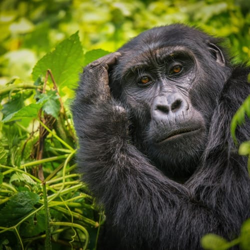 A gorilla resting its head on its hand among lush green foliage in a dense forest.