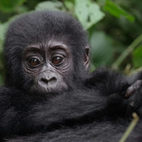 Close-up of a young mountain gorilla resting with a leafy forest background.
