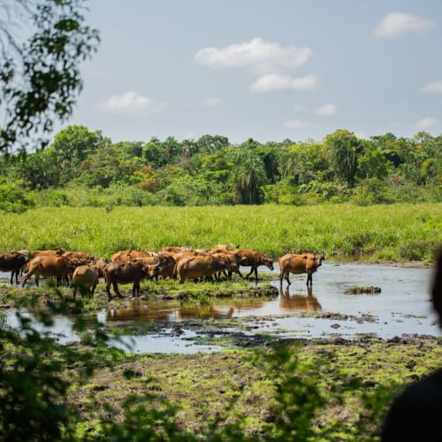 Eine Herde Büffel, die einen Fluss in einer üppigen grünen Landschaft überquert, während im Vordergrund eine Person zusieht.