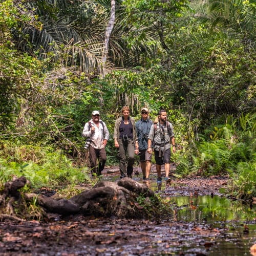 Vier Personen wandern durch einen dichten, üppigen Wald mit einem kleinen Bach am Weg.