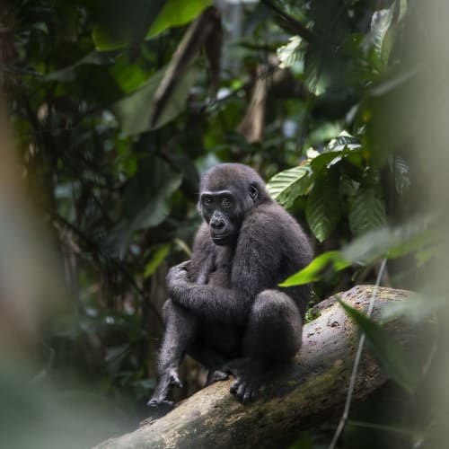 A young gorilla sitting on a tree branch in dense jungle foliage in the Republic of the Congo.