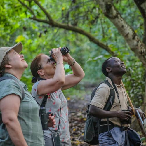 Three people in a forested area engaging in birdwatching, one using binoculars while the others look up into the trees, surrounded by green foliage.
