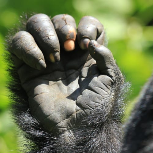 Close-up of a gorilla's hand with dark, textured skin and visible fur at the wrist, set against a blurred green background.
