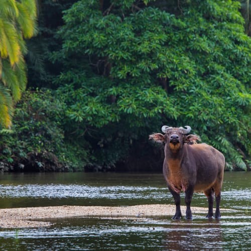 A buffalo standing in shallow water with lush green trees in the background.