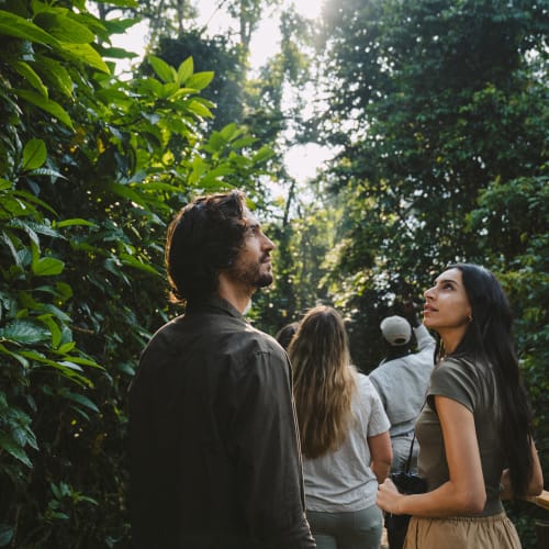 A group of people in a lush green forest observing birds with sunlight filtering through the trees.