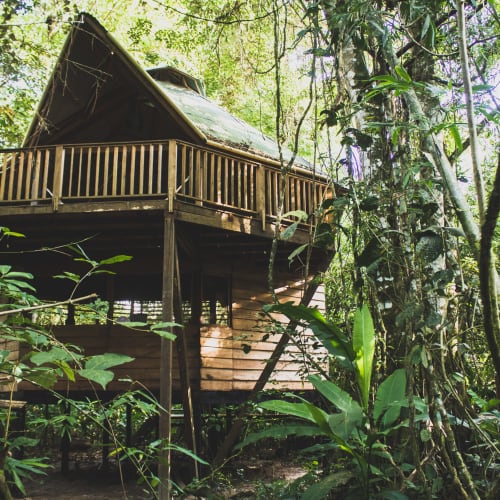 Eine hölzerne Baumhaus-Lodge, umgeben von dichtem, grünem Dschungel mit einer Person, die auf einem Weg in der Nähe geht.