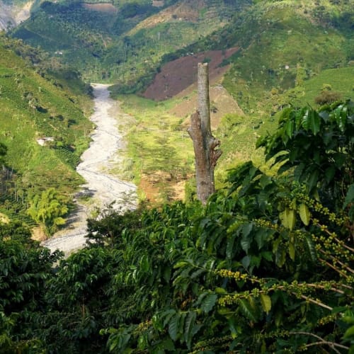 Üppiges grünes Tal mit einem Fluss, der durch es fließt, umgeben von dichtem Grün und Bergen im Hintergrund.