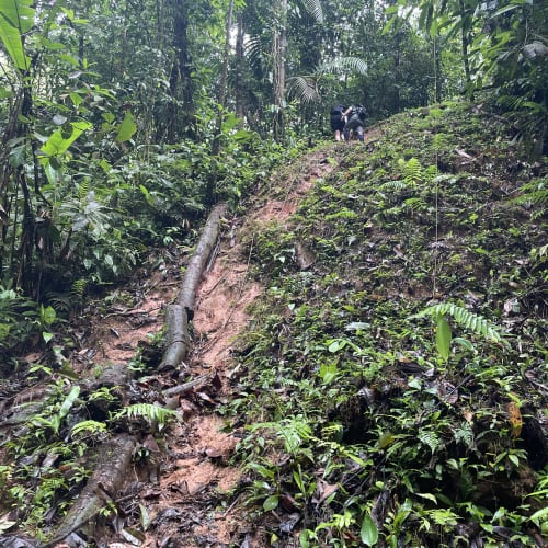 Zwei Wanderer steigen einen steilen, schlammigen Hügel umgeben von dichtem grünem Dschungel im Corcovado-Nationalpark, Costa Rica, hinauf.