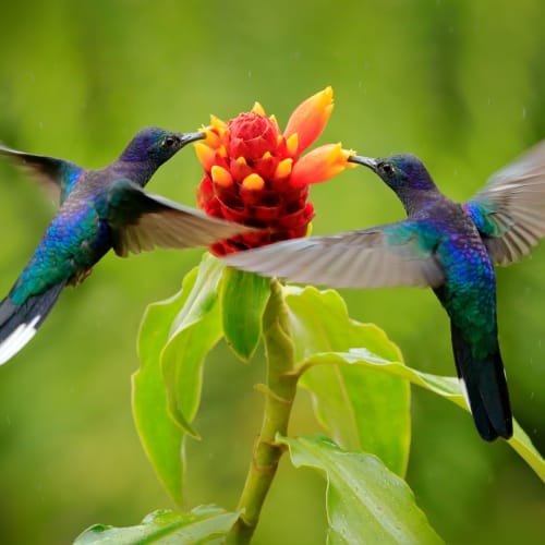 Zwei Kolibris nähren sich an einer leuchtend orange und roten Blume vor einem unscharfen grünen Hintergrund.