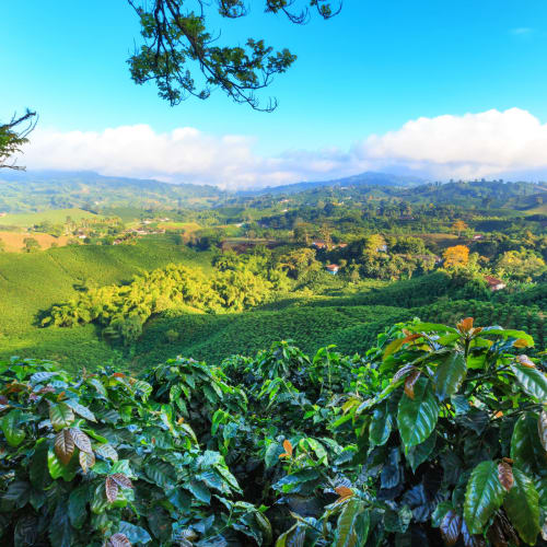 Lush green coffee plants with rolling hills and a bright blue sky in the background.