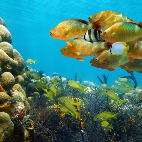 Vibrant coral reef with a variety of colorful fish swimming near the coral.
