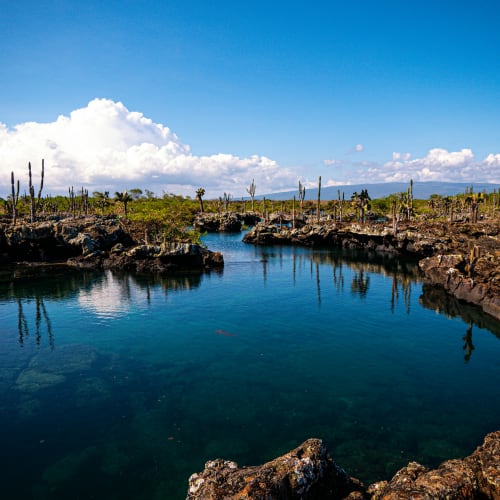 Clear blue water surrounded by rocky terrain with cacti and sparse vegetation under a bright sky with white clouds.