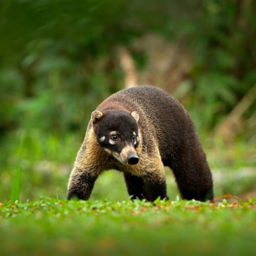 Ein Bär mit Maulwurf-Kopf steht auf einem grasbewachsenen Waldboden, im Hintergrund grünes Blattwerk.