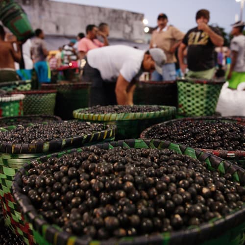 Vollgepackte Körbe mit Acai-Beeren auf einem belebten Straßenmarkt im Amazonas, Brasilien, mit einkaufenden Menschen und Verkäufern.