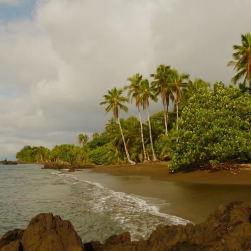 Tropical beach with palm trees and dark sand along the Pacific coast of Colombia.