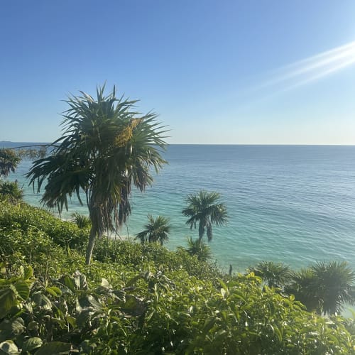 Üppiges Grün mit Palmen mit Blick auf das klare türkisfarbene Karibische Meer unter einem strahlend blauen Himmel, aufgenommen von einem Küstenpunkt in Tulum, Mexiko.