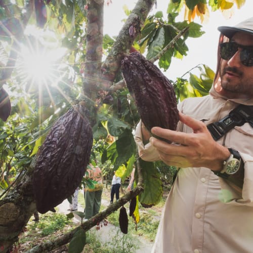 Ein Mann mit Sonnenbrille und Hut untersucht große Kakaofrüchte, die an einem Baum in einer sonnenbeschienenen Plantage wachsen.