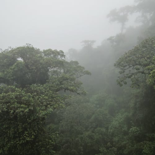Ein nebliger Wald mit dichtem grünen Baumbestand und Nebel, der das Blätterdach bedeckt.