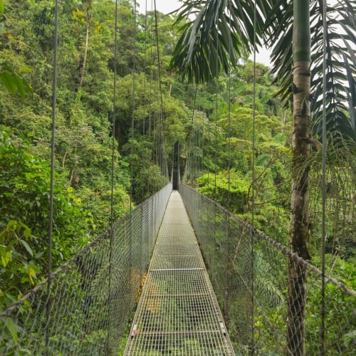 Eine schmale Hängebrücke aus Metallgitter, die durch einen üppigen grünen Tropenwald führt.