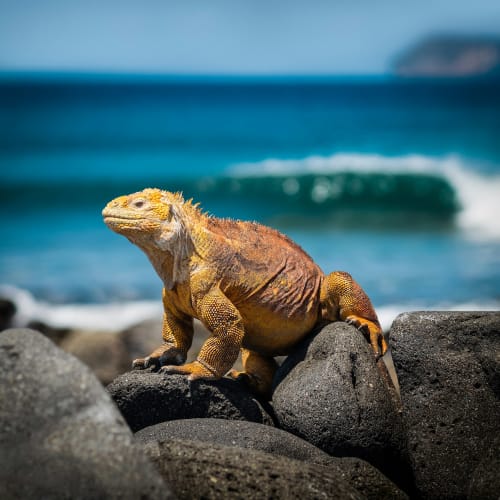 A yellow and brown land iguana perched on dark volcanic rocks near the ocean.