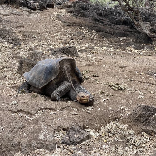 Eine große Schildkröte ruht auf trockenem, felsigem Boden umgeben von spärlicher Vegetation und Bäumen in einer natürlichen Außenumgebung.
