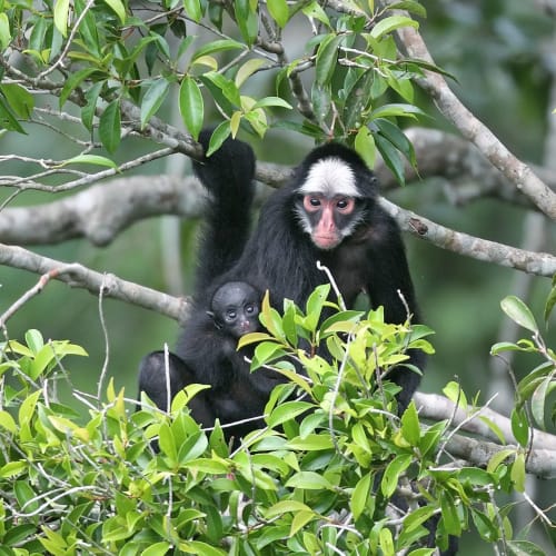 A black and white monkey with a baby clinging to its chest sitting on a tree branch surrounded by green leaves.