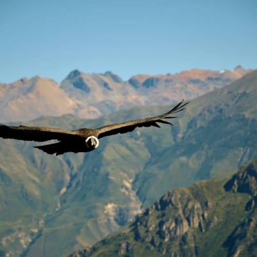 A large Andean condor soaring with outstretched wings over Colca Canyon near Chivay, Peru, with rugged mountains in the background.