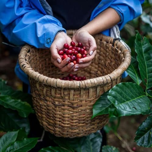 Hands holding ripe red coffee cherries above a woven basket surrounded by green coffee plant leaves.