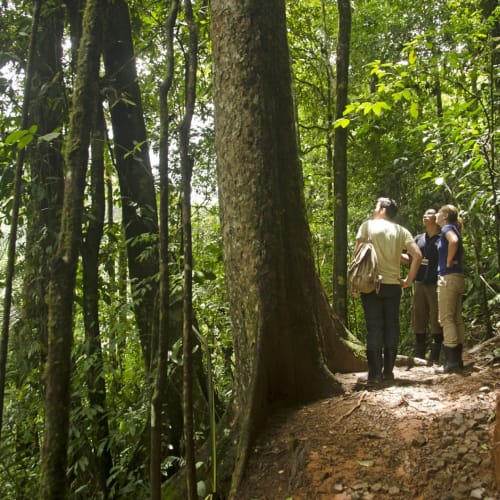 Three people walking along a narrow forest trail surrounded by dense green trees in a rainforest.