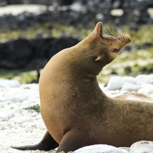 A seal on a rocky shore with its head tilted back and mouth open, likely basking in the sun.