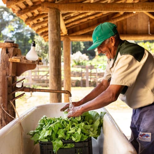A man wearing a green cap and beige shirt washes fresh lettuce in a large white basin under a wooden outdoor shelter.