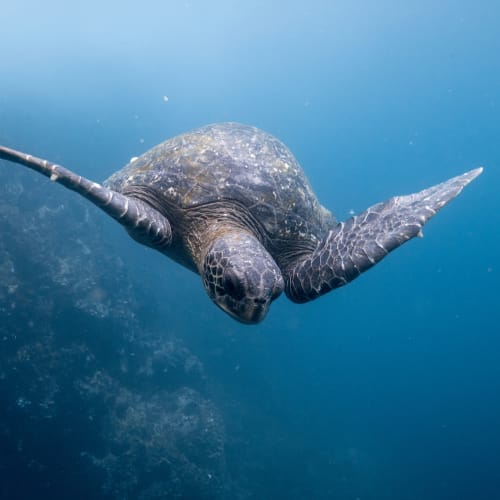 Eine Meeresschildkröte schwimmt unter Wasser im Ozean.