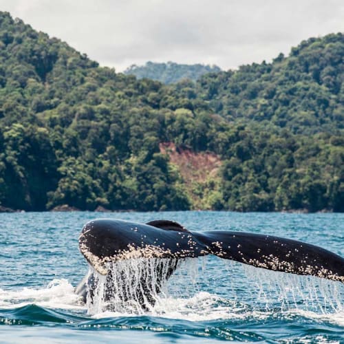 A whale's tail splashes water as it emerges from the ocean near a lush, forested coastline with hills in the background.