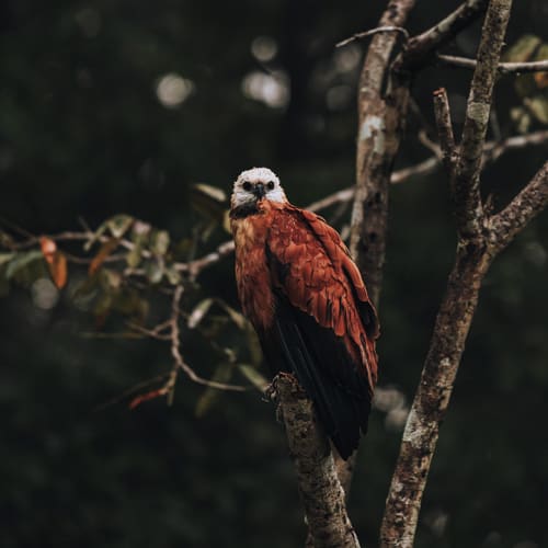 A bird with a white head and reddish-brown body perched on a tree branch in a dark forest.