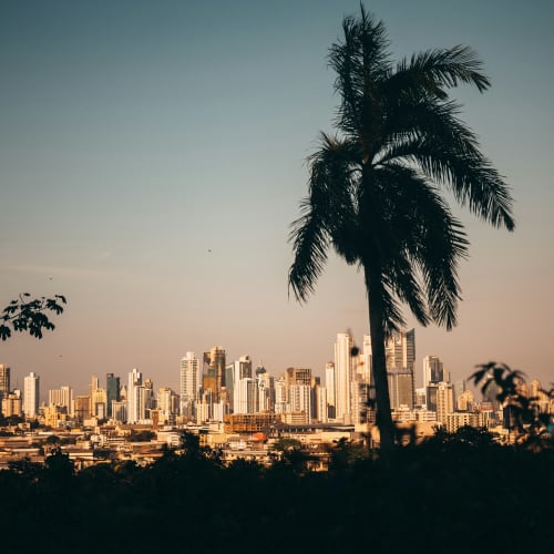 Eine Stadtskyline mit zahlreichen hohen Gebäuden, gesehen von einem Park mit einer großen Palme im Vordergrund.